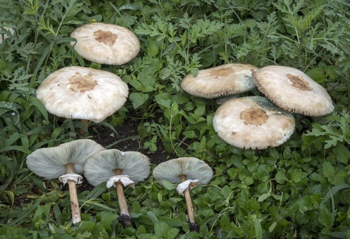 1200px-Chlorophyllum_molybdites_Guadalajara