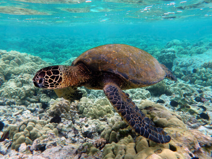 1024px-Green_turtle_swimming_over_coral_reefs_in_Kona