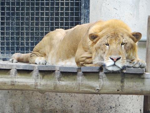 Liger Pingtung Rescue Center